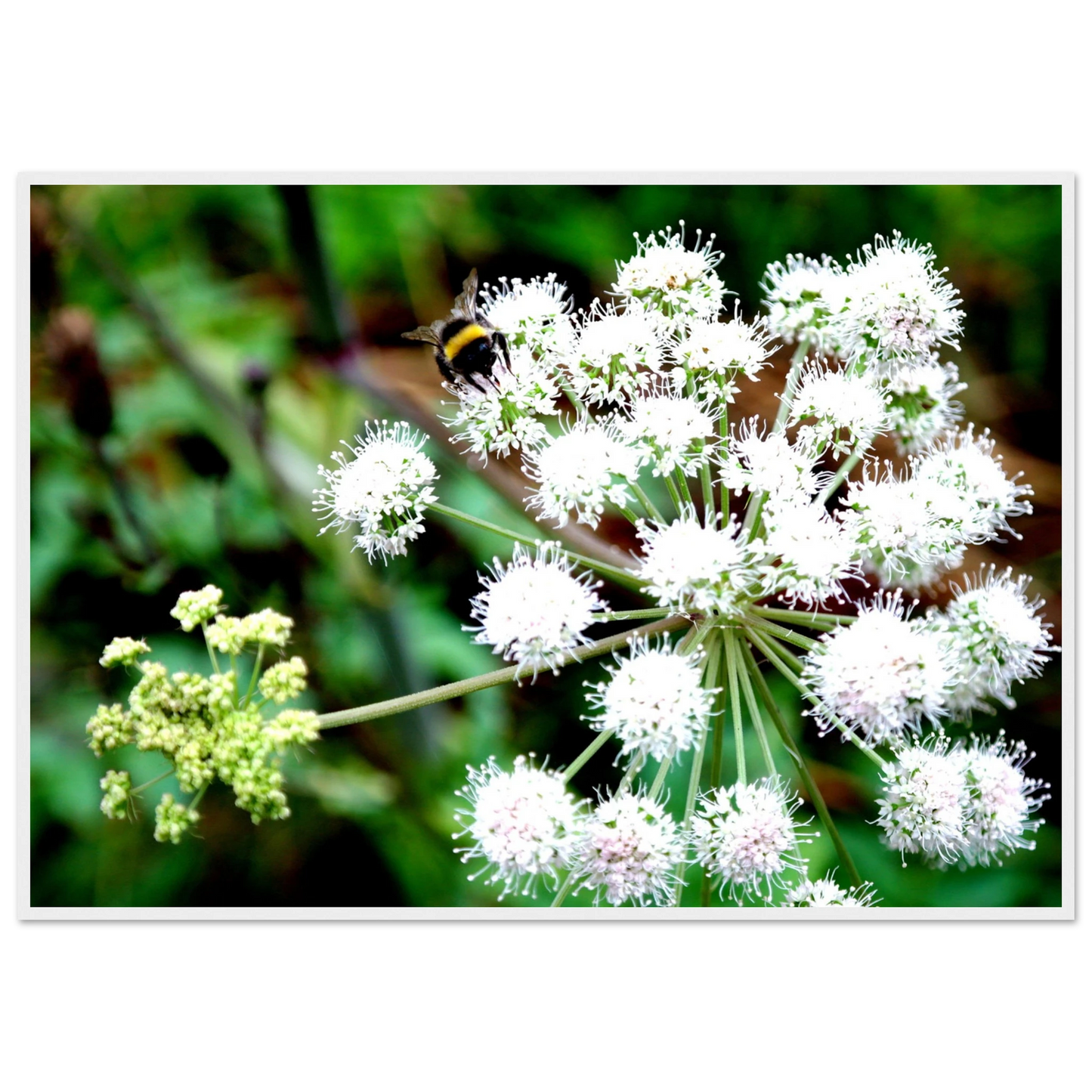 Expression of the Bumblebee - Arthena