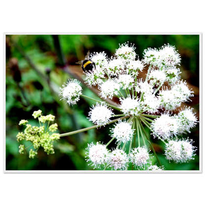 Expression of the Bumblebee - Arthena