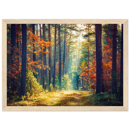 Path of Autumn Glow - Poster - Arthena