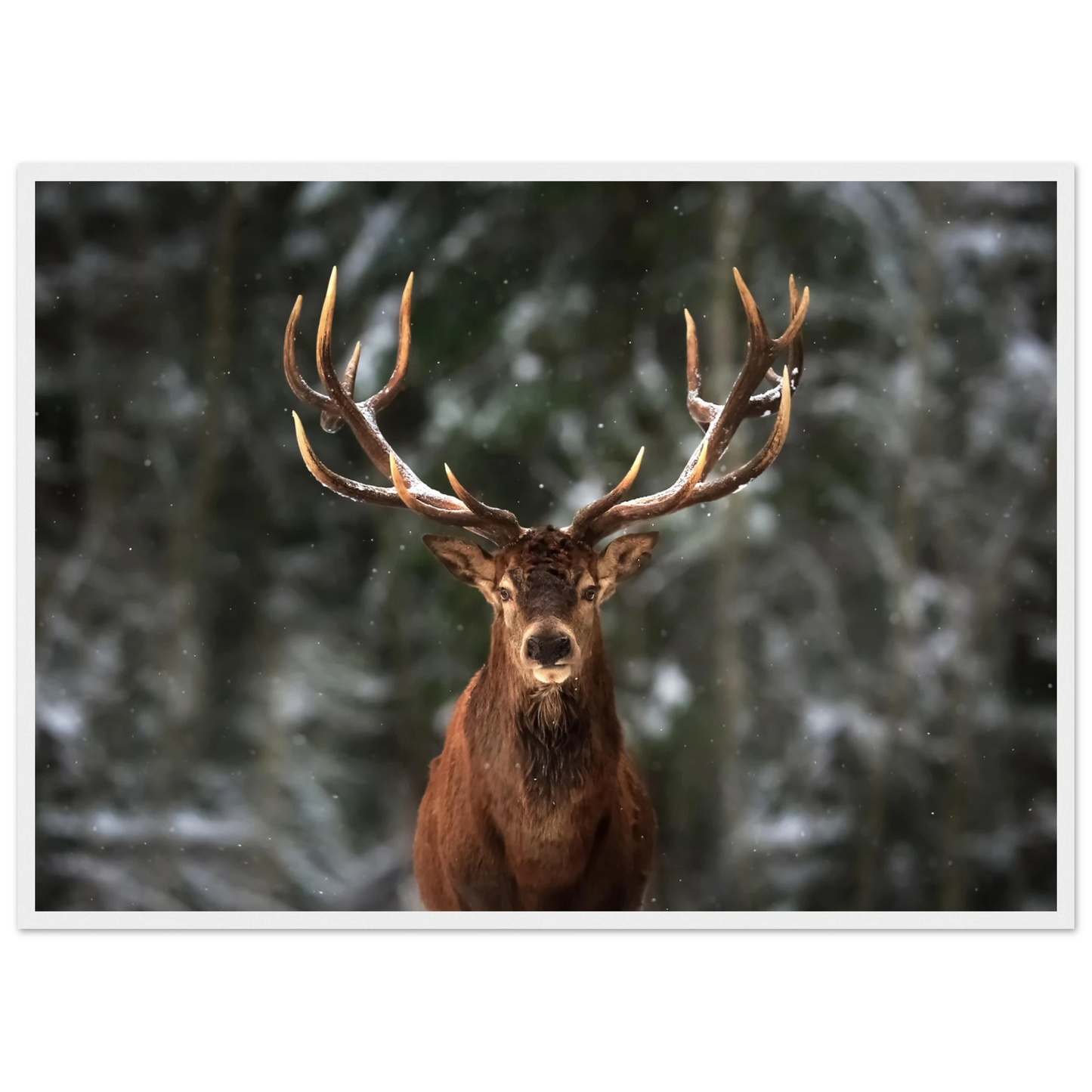 Stag in snow - Poster - Arthena