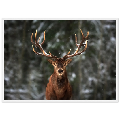 Stag in snow - Poster - Arthena