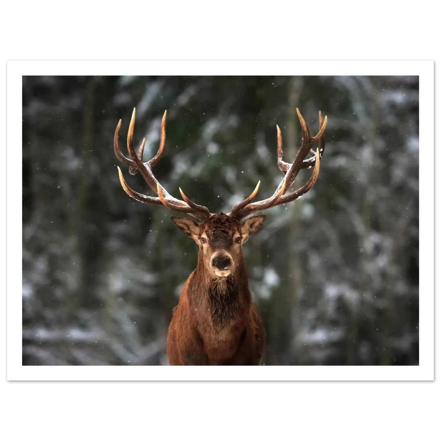 Stag in snow - Poster - Arthena