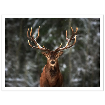 Stag in snow - Poster - Arthena