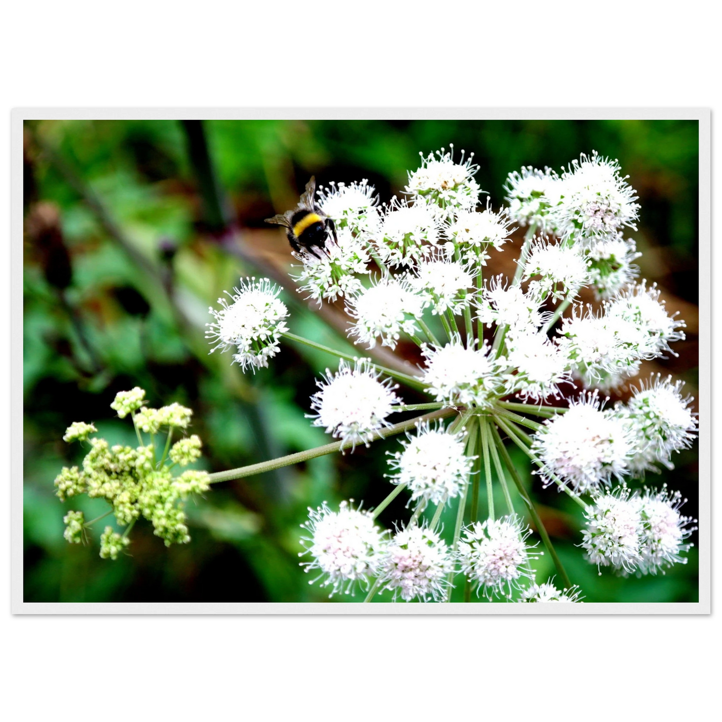 Expression of the Bumblebee - Arthena