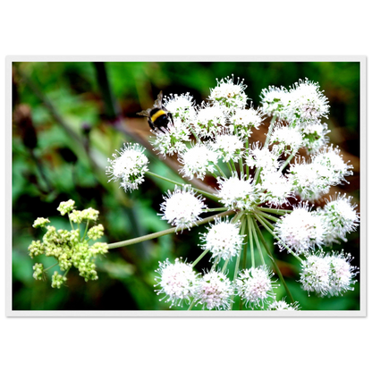 Expression of the Bumblebee - Arthena