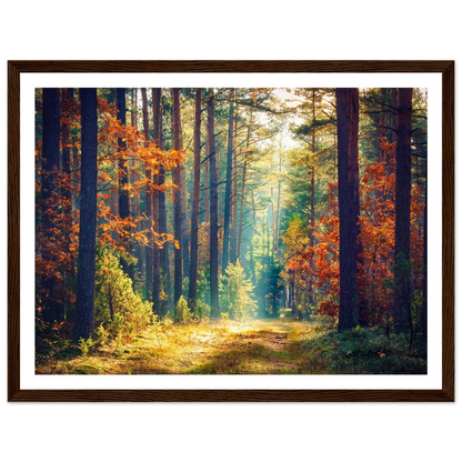 Path of Autumn Glow - Poster - Arthena