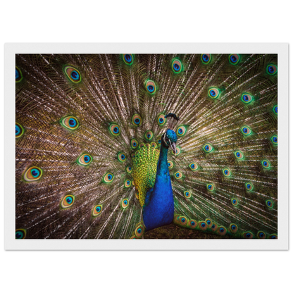 Crown of feathers - Poster - Arthena