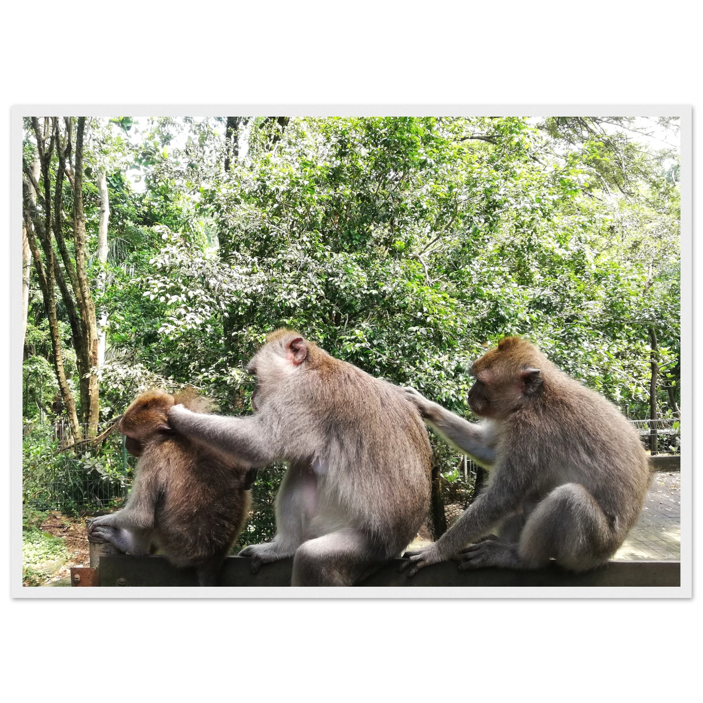 Monkey Scratchers - Poster - Arthena