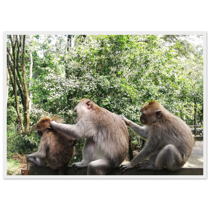 Monkey Scratchers - Poster - Arthena