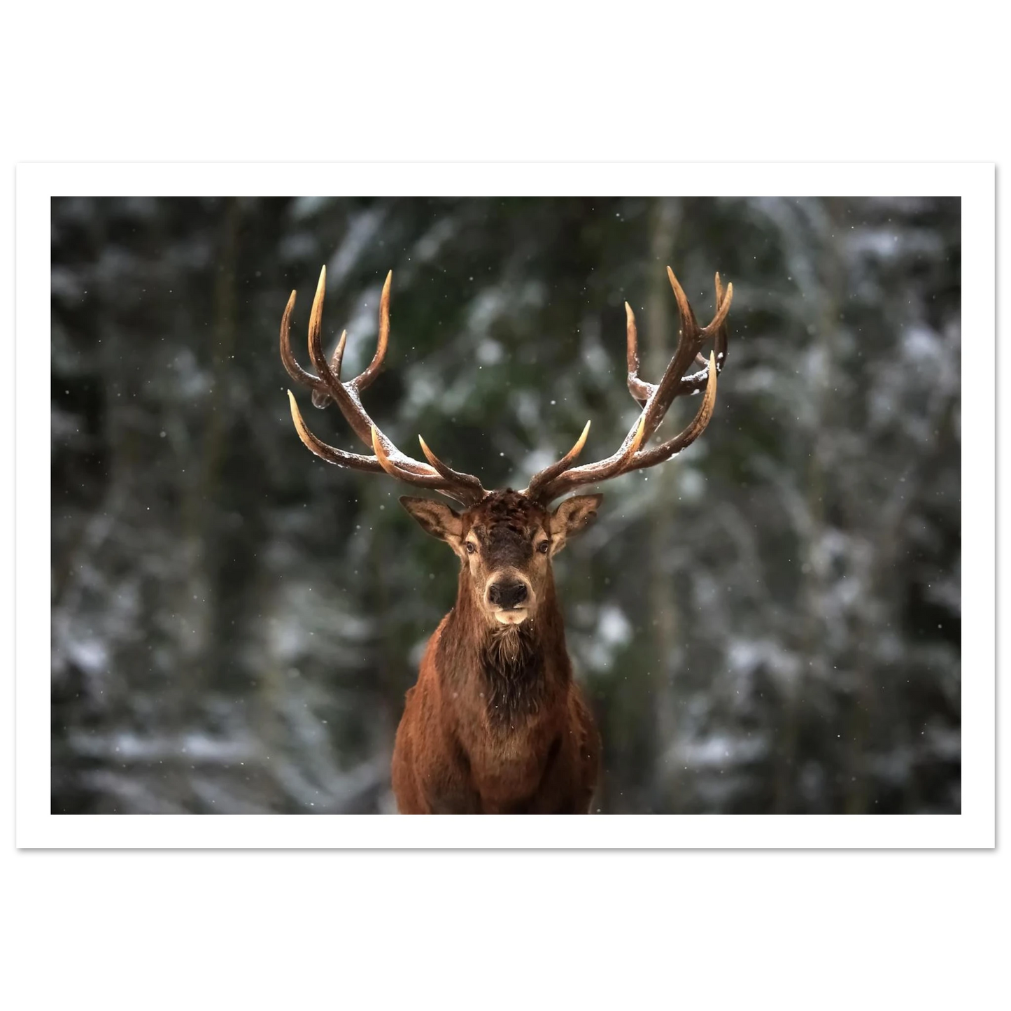 Stag in snow - Poster - Arthena