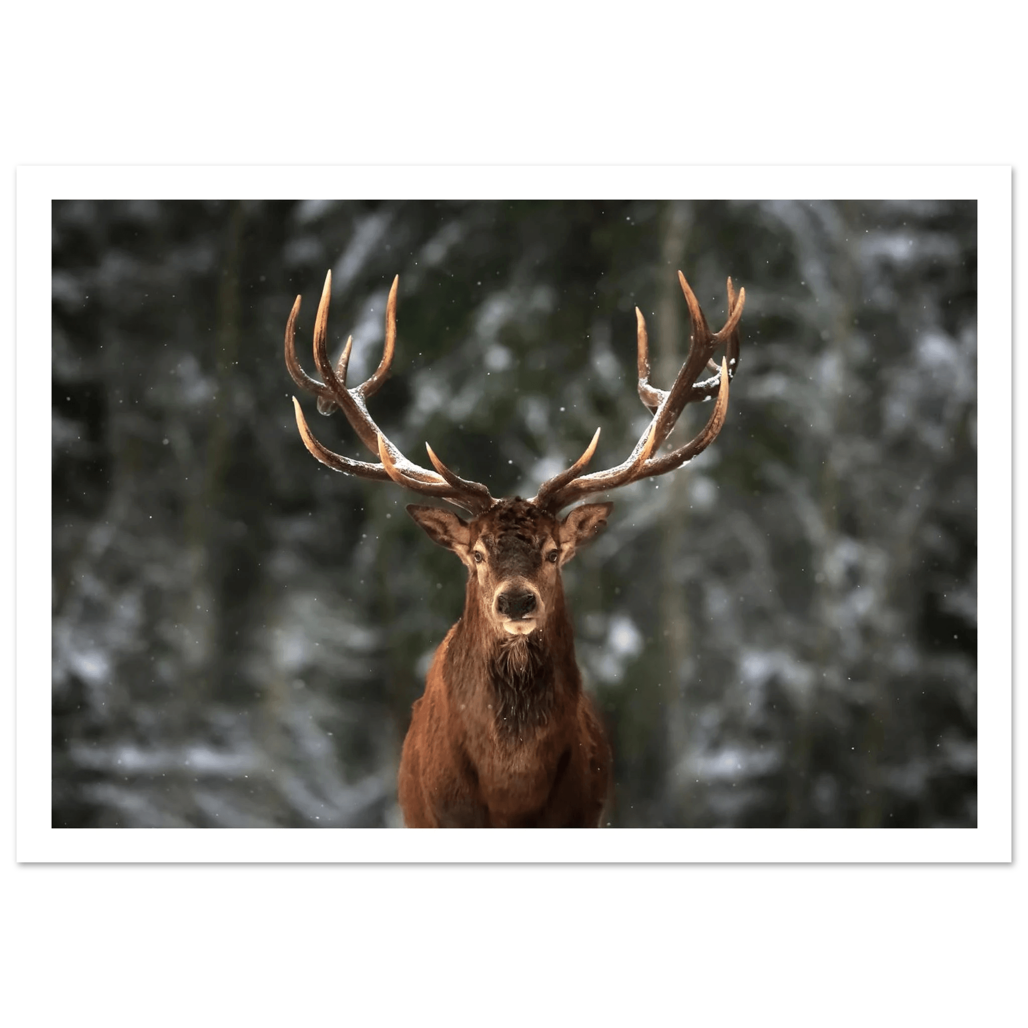 Stag in snow - Poster - Arthena