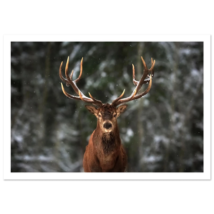 Stag in snow - Poster - Arthena