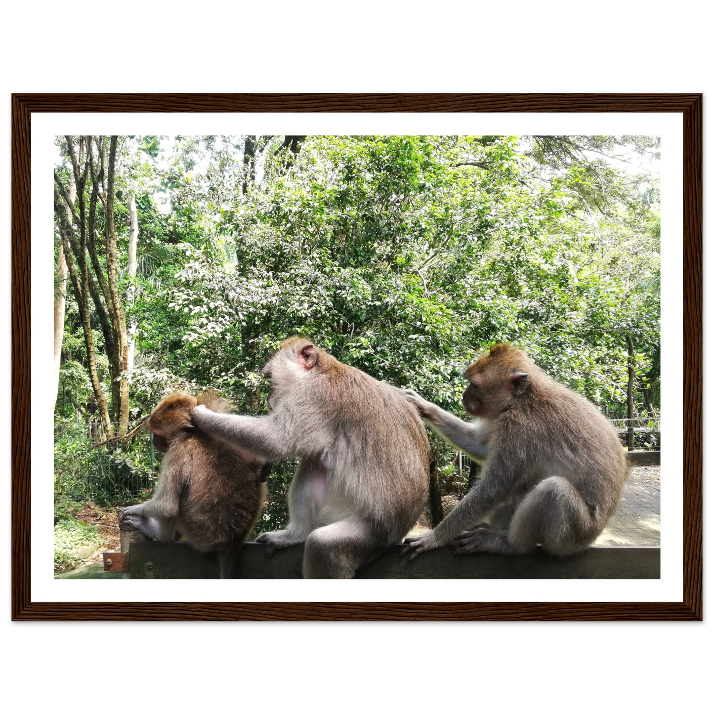 Monkey Scratchers - Poster - Arthena