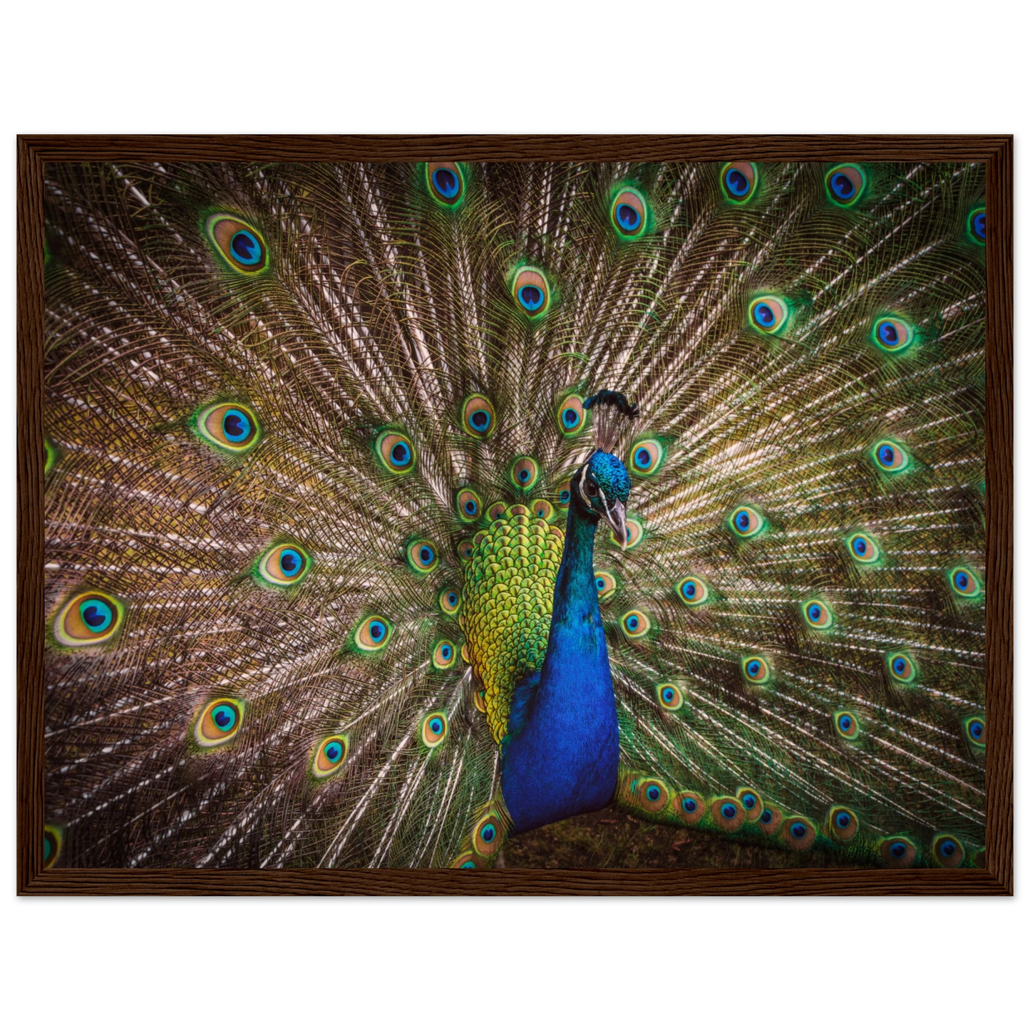 Crown of feathers - Poster - Arthena