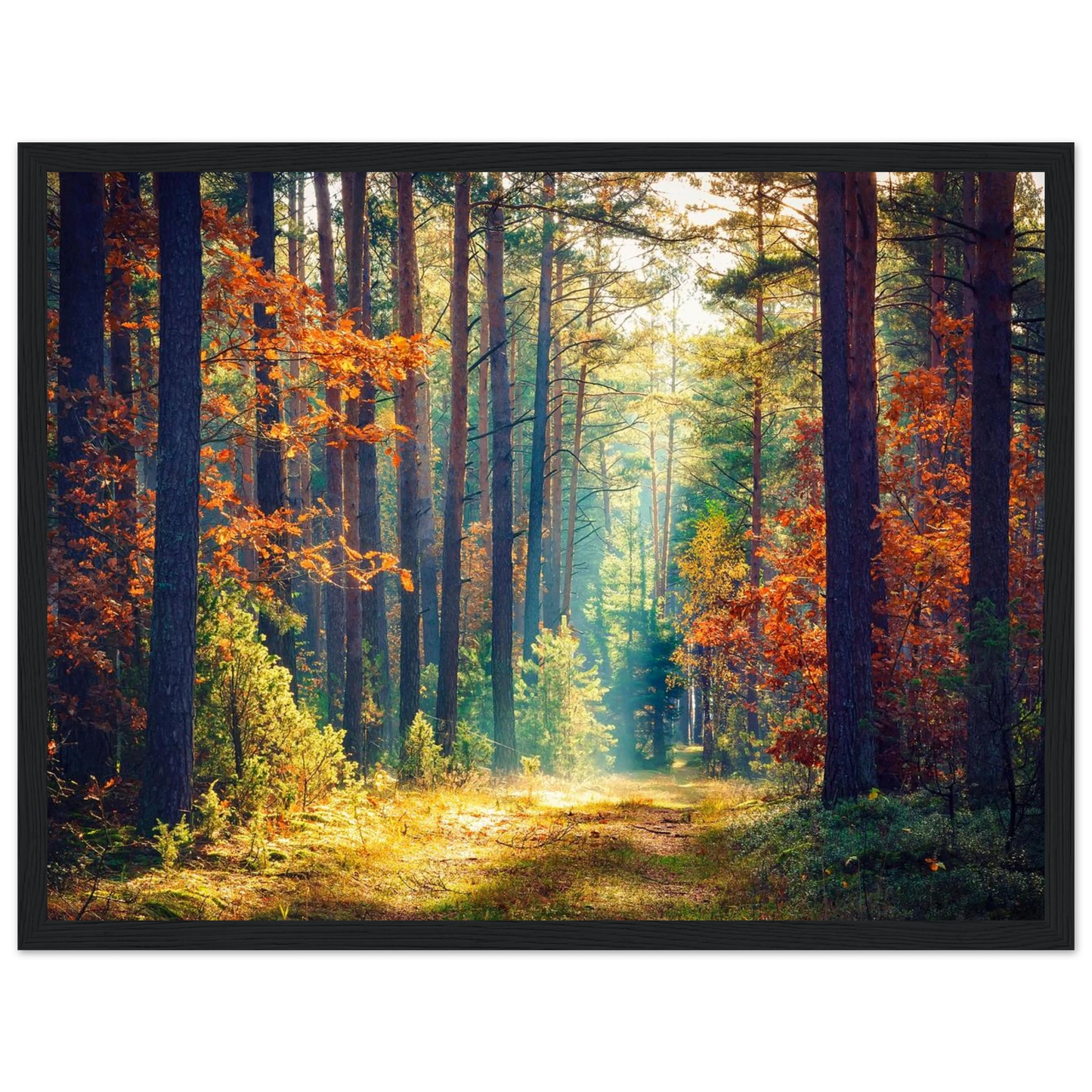 Path of Autumn Glow - Poster - Arthena