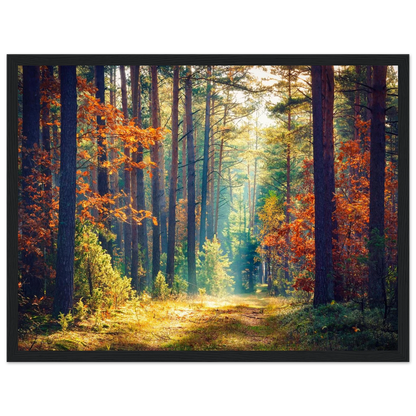 Path of Autumn Glow - Poster - Arthena