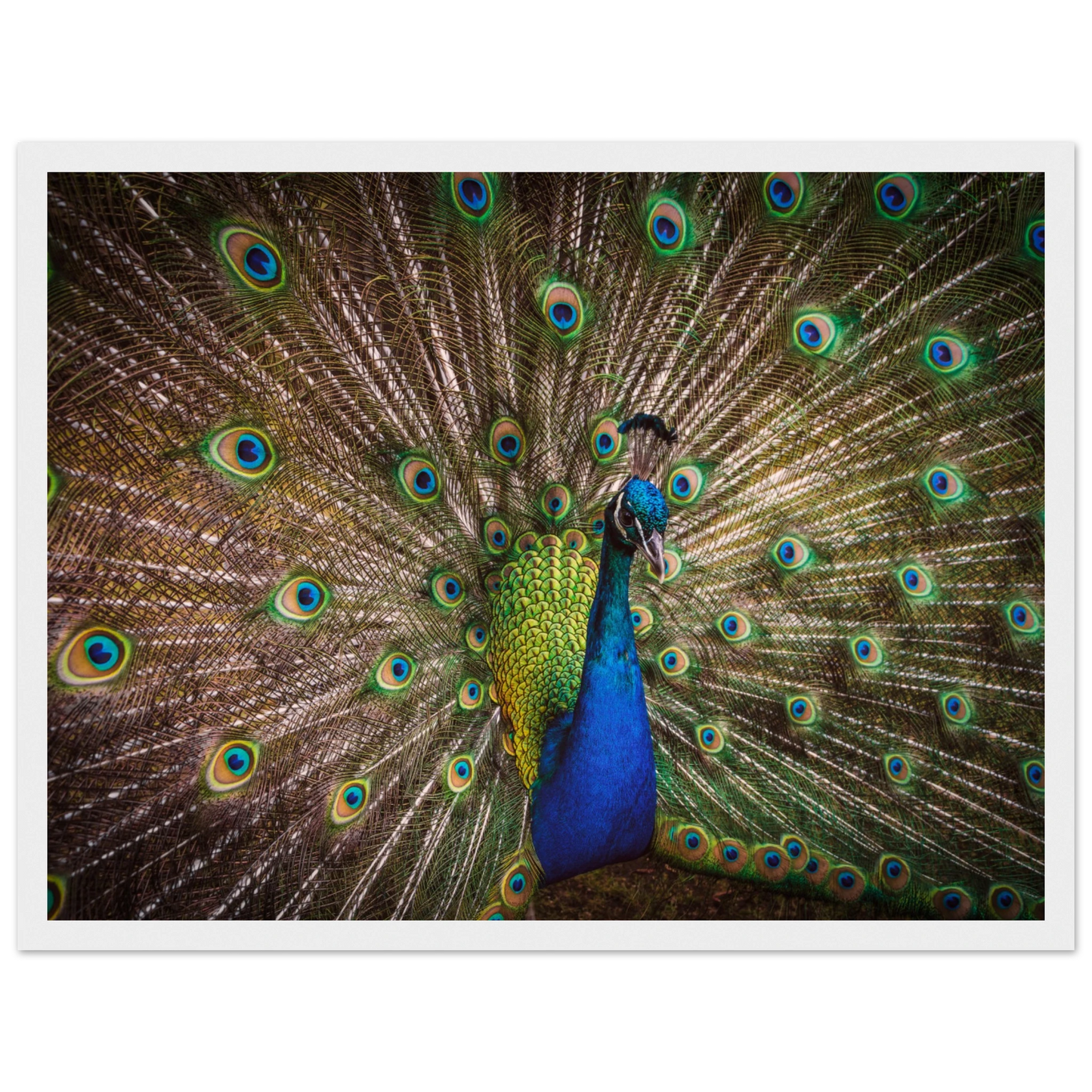 Crown of feathers - Poster - Arthena