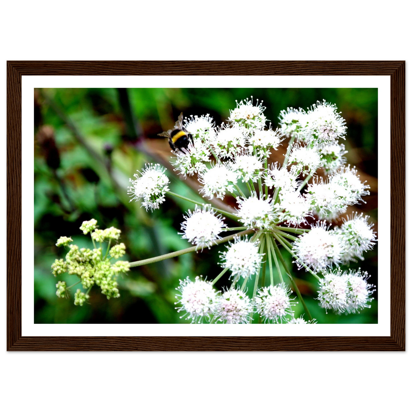 Expression of the Bumblebee - Arthena