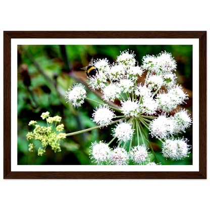 Expression of the Bumblebee - Arthena
