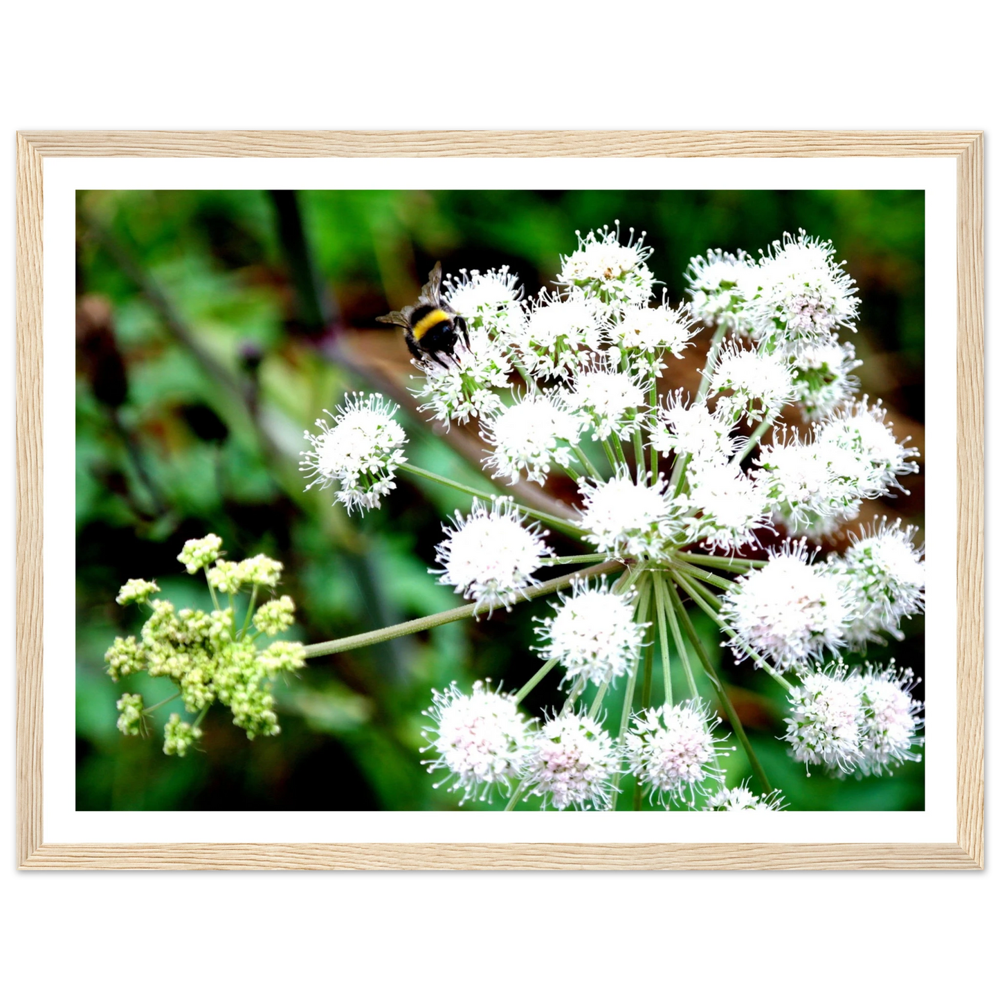 Expression of the Bumblebee - Arthena