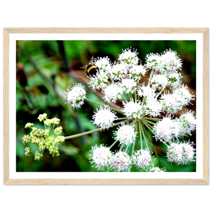 Expression of the Bumblebee - Arthena