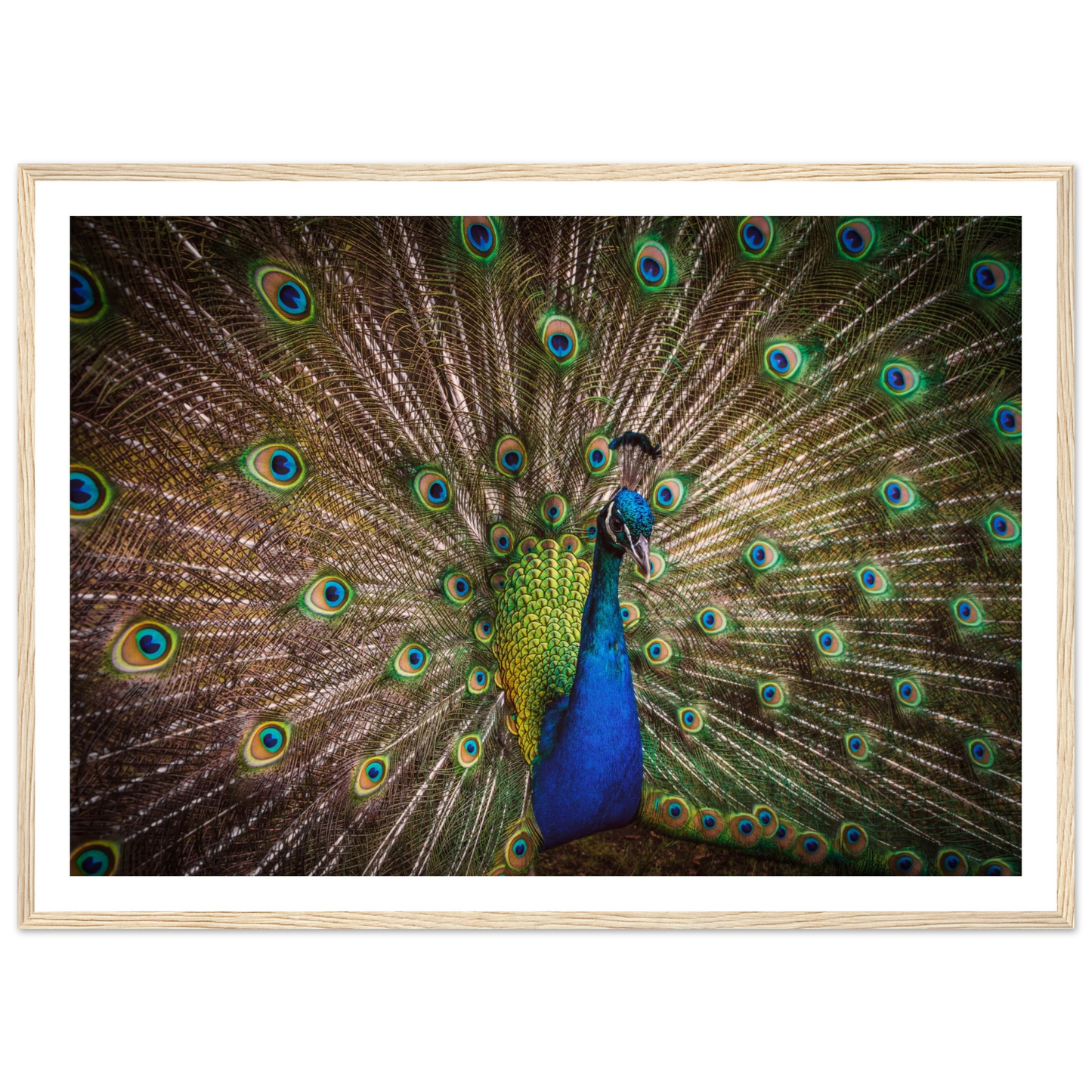 Crown of feathers - Poster - Arthena