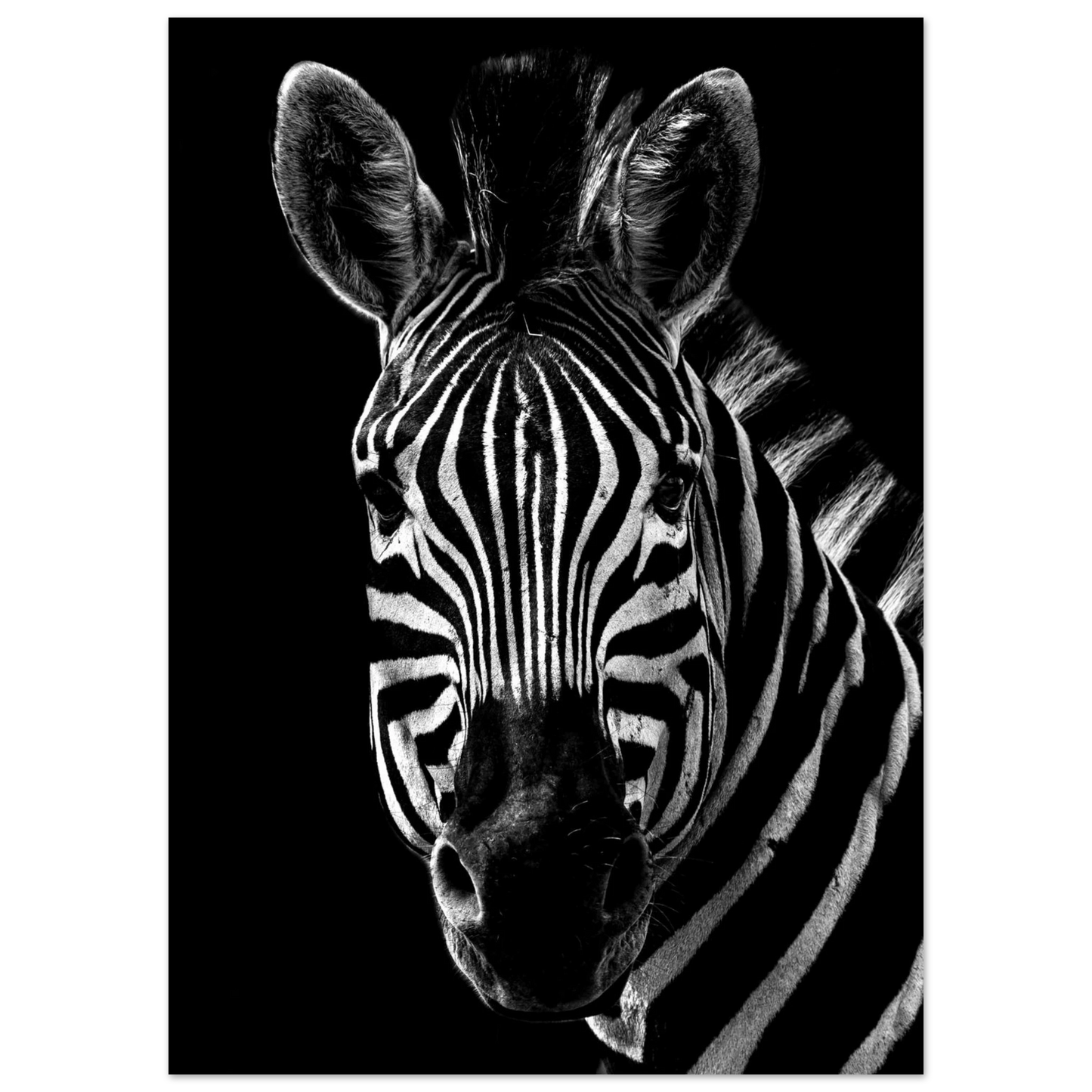 Zebra - Poster - Arthena