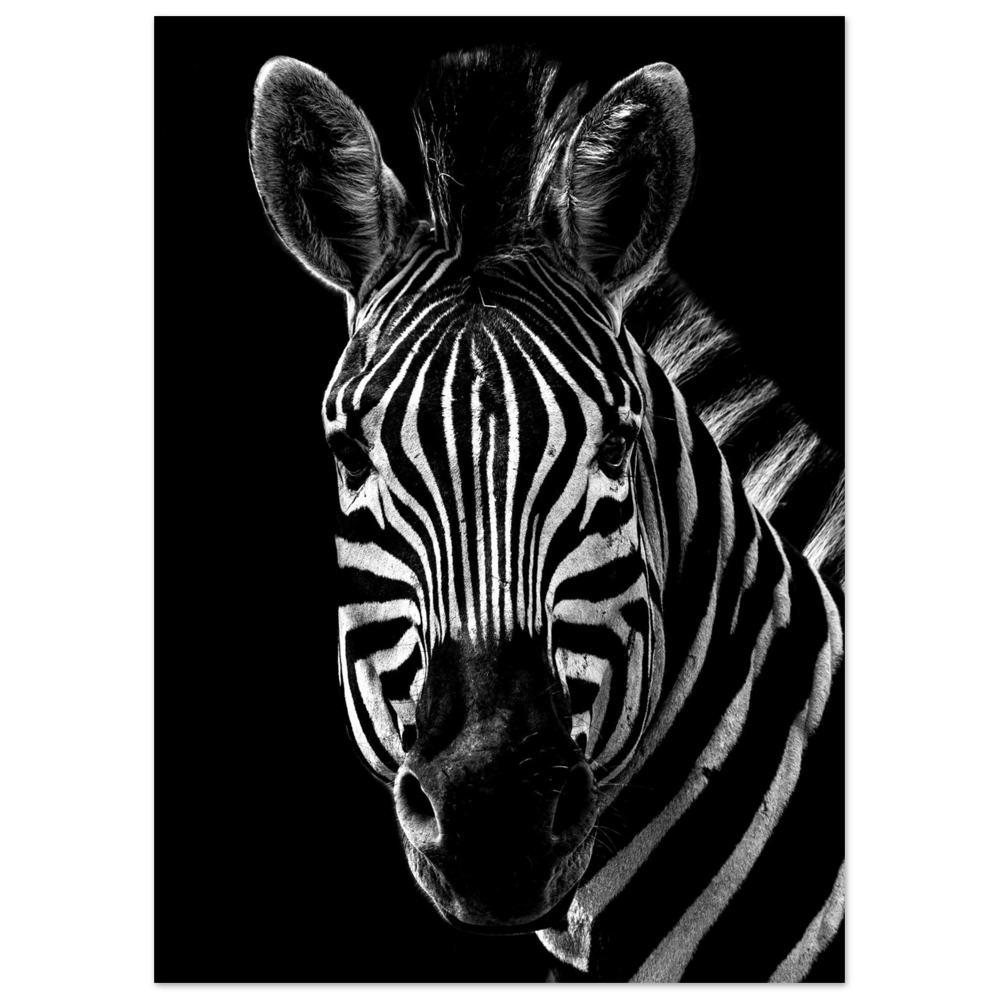 Zebra - Poster - Arthena