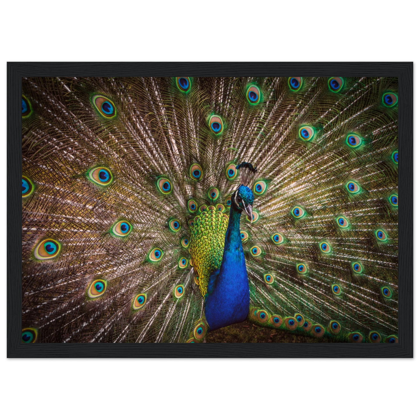 Crown of feathers - Poster - Arthena