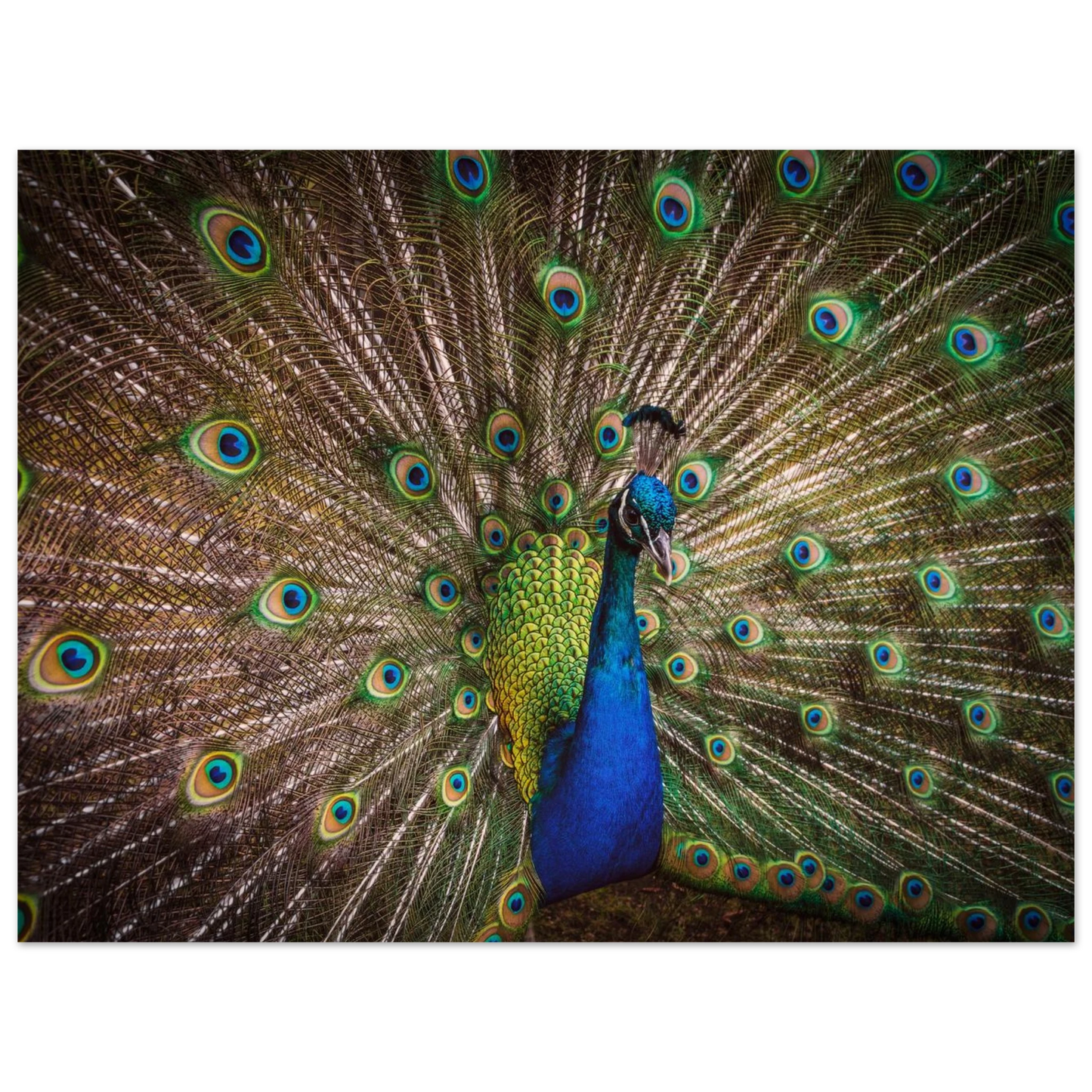 Crown of feathers - Poster - Arthena