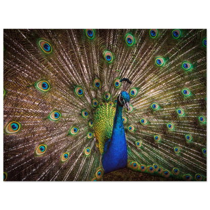 Crown of feathers - Poster - Arthena