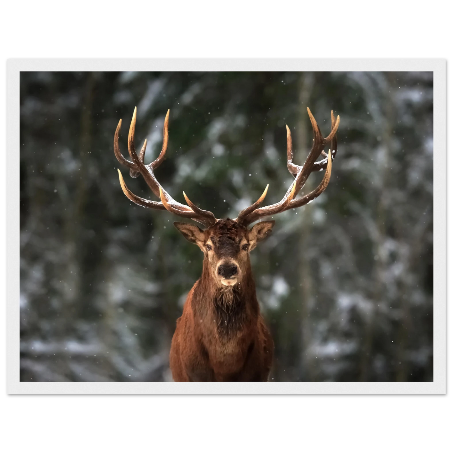 Stag in snow - Poster - Arthena