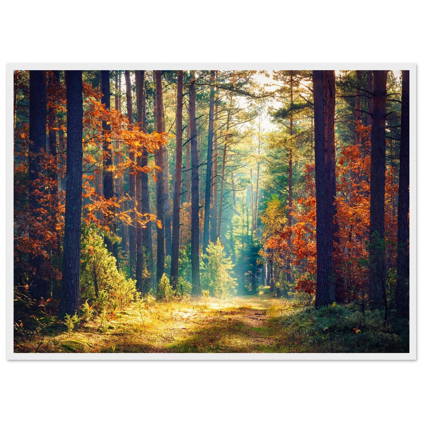 Path of Autumn Glow - Poster - Arthena