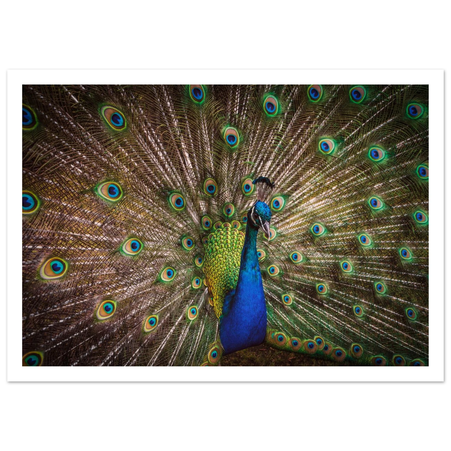 Crown of feathers - Poster - Arthena