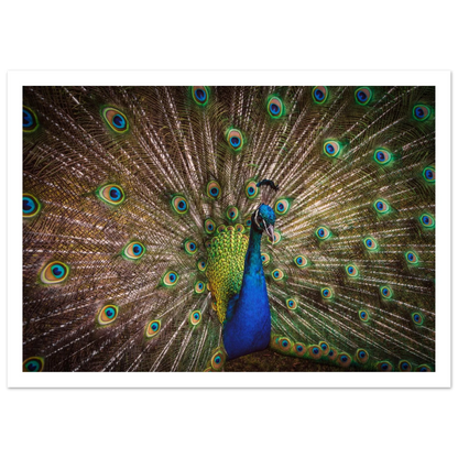 Crown of feathers - Poster - Arthena