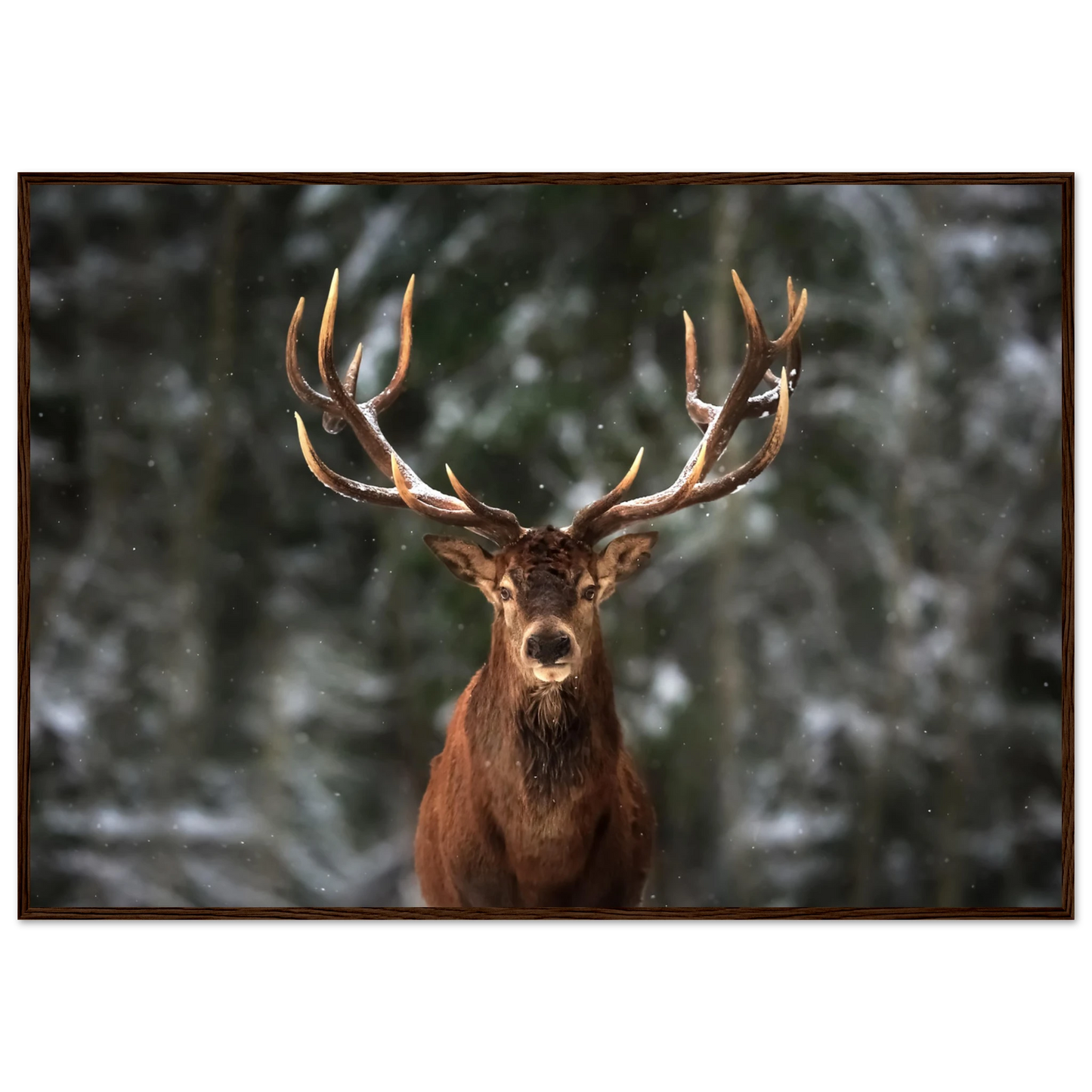 Stag in snow - Poster - Arthena