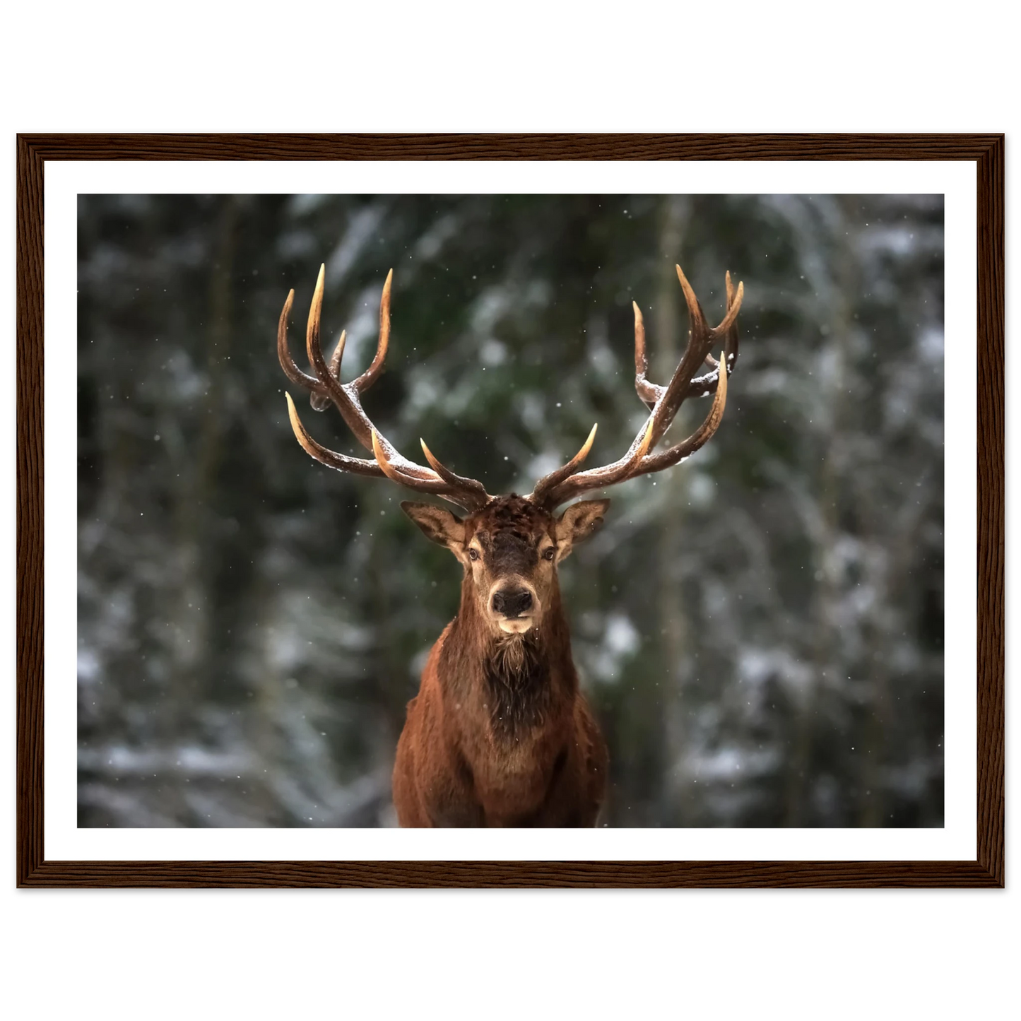 Stag in snow - Poster - Arthena