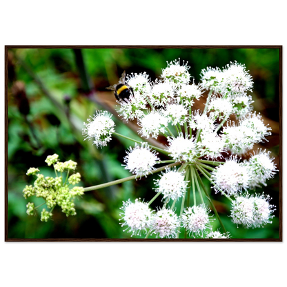 Expression of the Bumblebee - Arthena