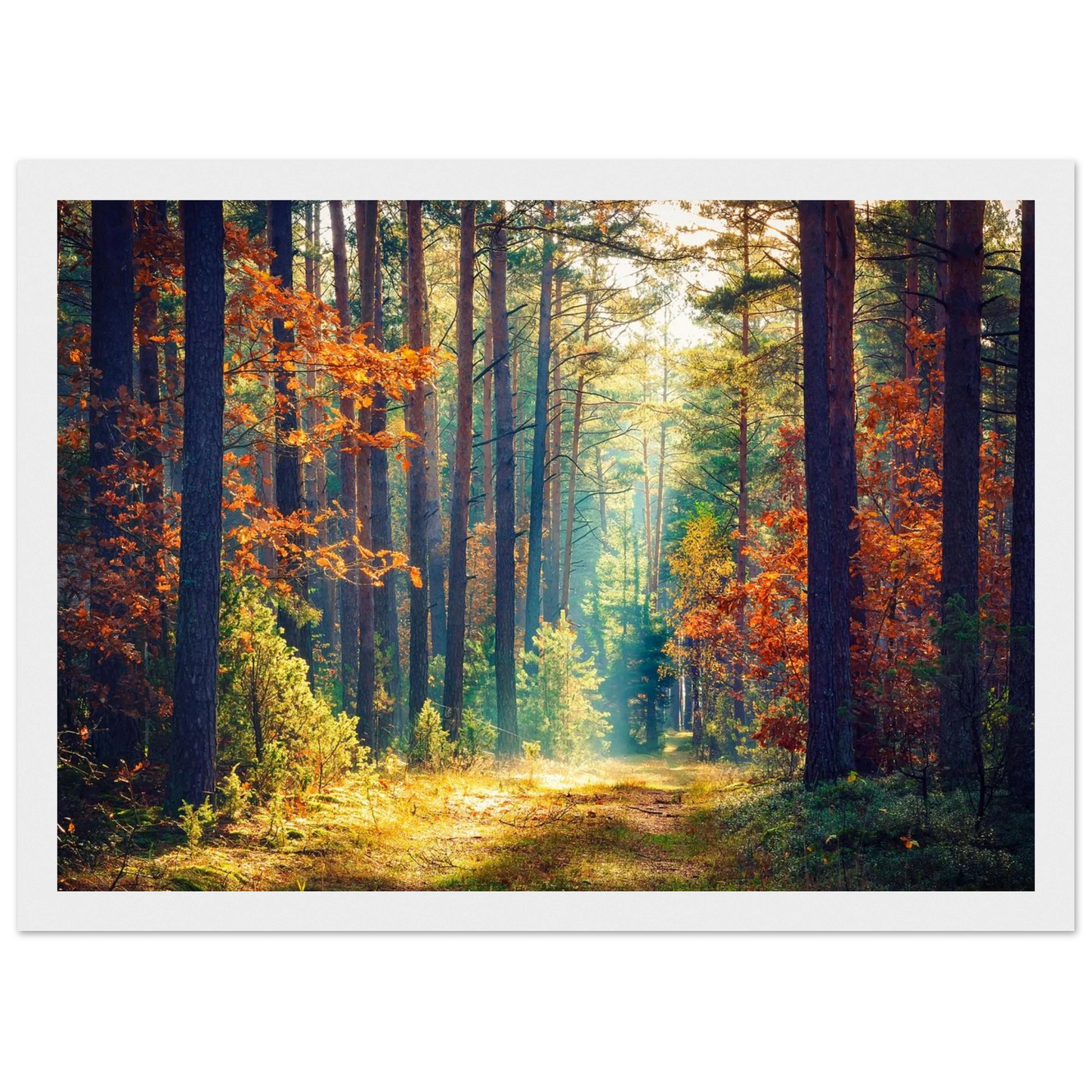 Path of Autumn Glow - Poster - Arthena