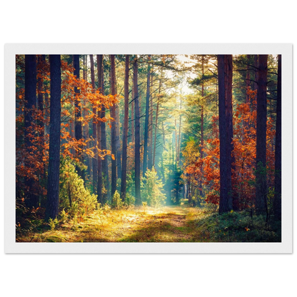 Path of Autumn Glow - Poster - Arthena