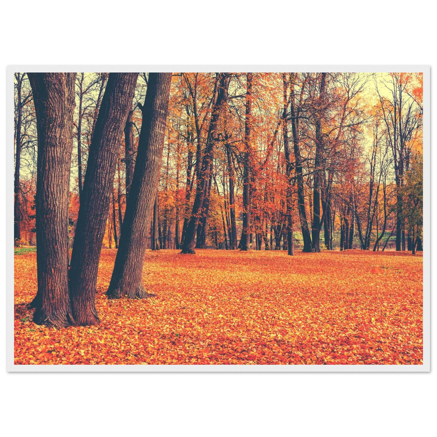 Autumn Carpet - Poster - Arthena