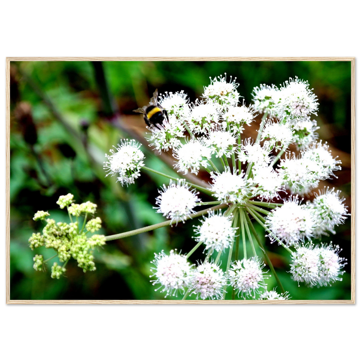 Expression of the Bumblebee - Arthena