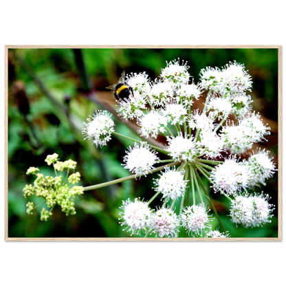 Expression of the Bumblebee - Arthena