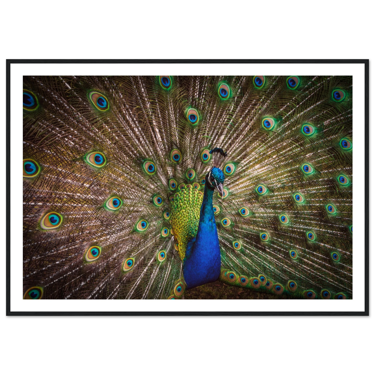 Crown of feathers - Poster - Arthena