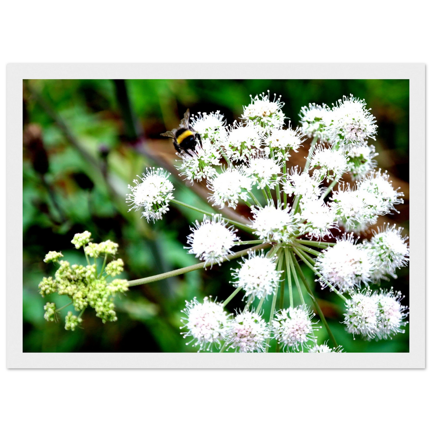Expression of the Bumblebee - Arthena