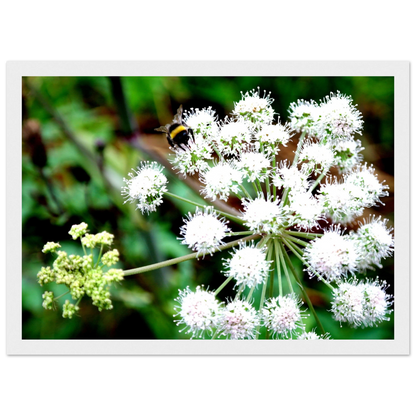 Expression of the Bumblebee - Arthena