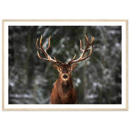 Stag in snow - Poster - Arthena