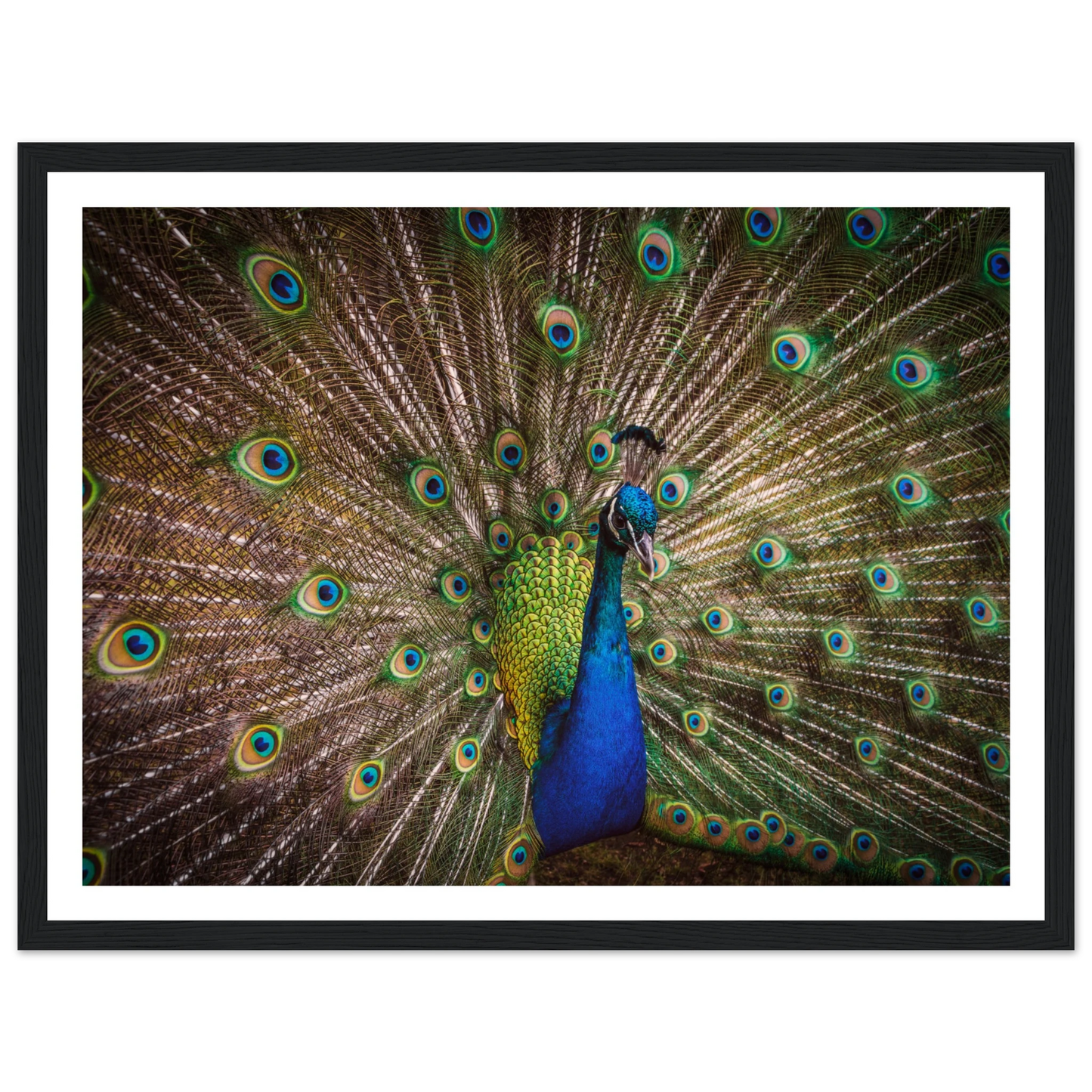 Crown of feathers - Poster - Arthena