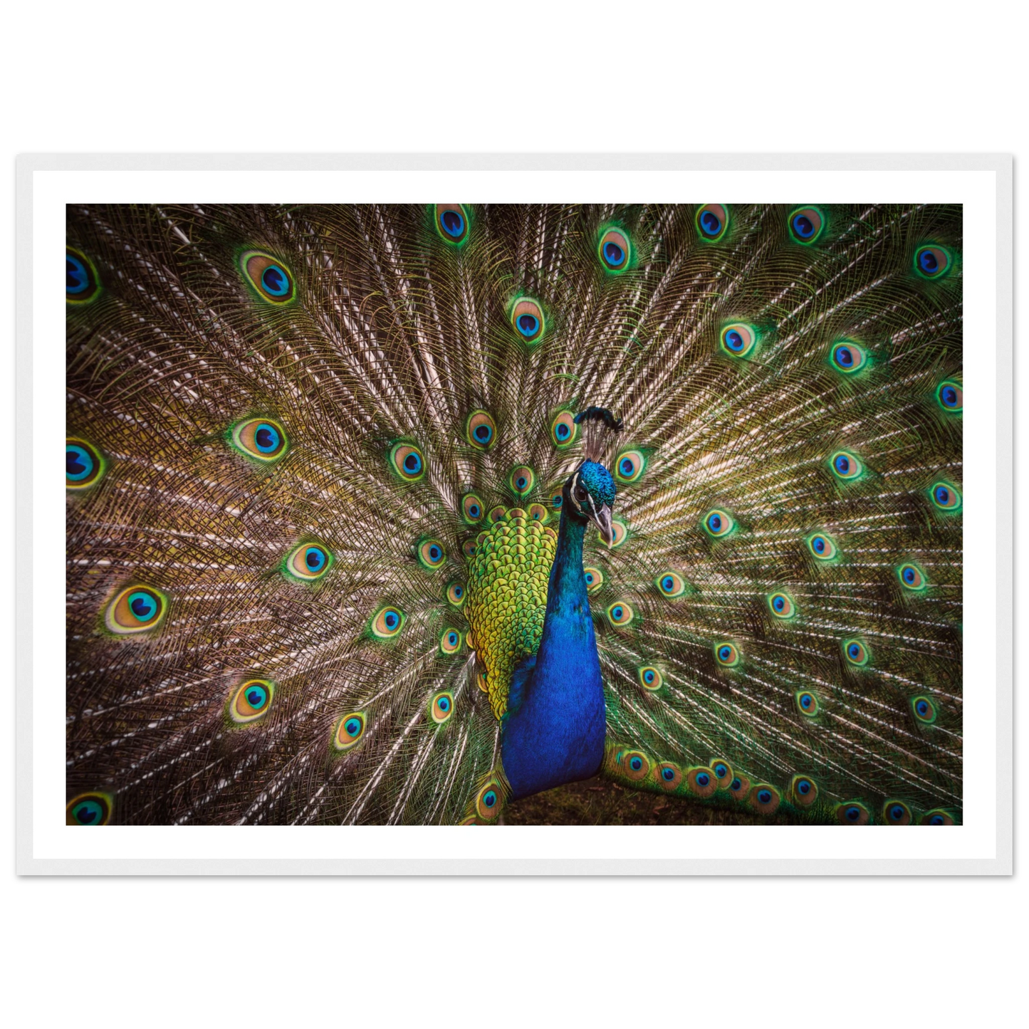 Crown of feathers - Poster - Arthena