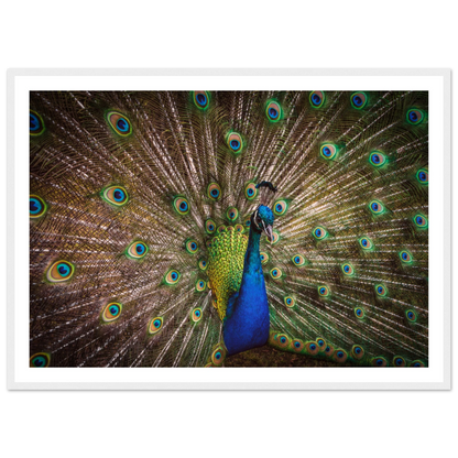 Crown of feathers - Poster - Arthena